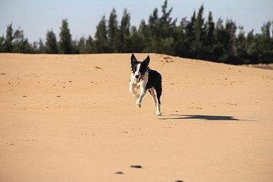 《赛马大亨10 2025》发售 赛马经营模拟系列最新作
